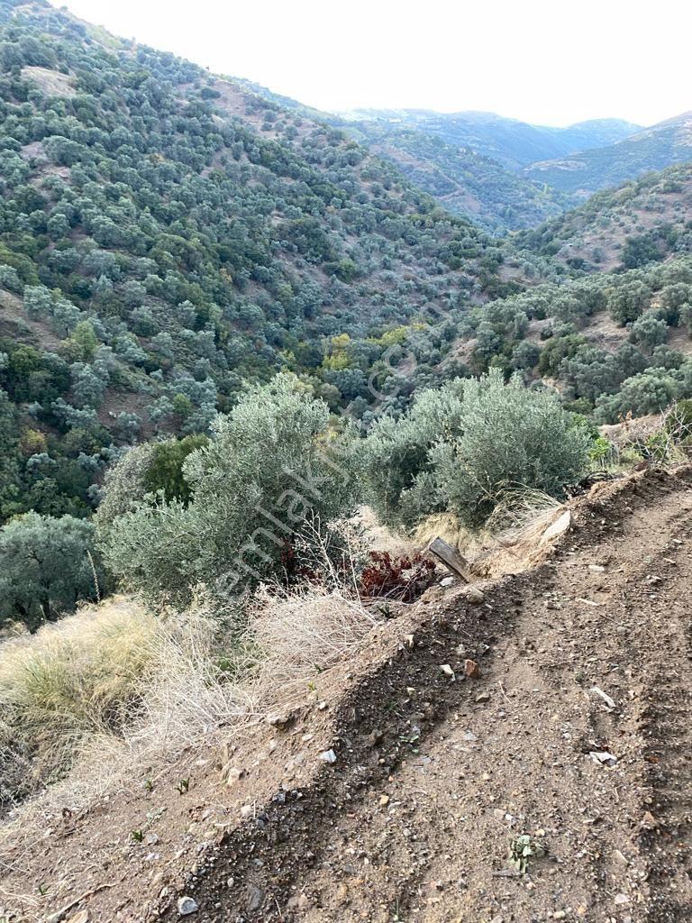 Altından Su Akan Üstünden Bereket Fışkıran Hasköy'de Satılık İncir Ve Zeytinlik