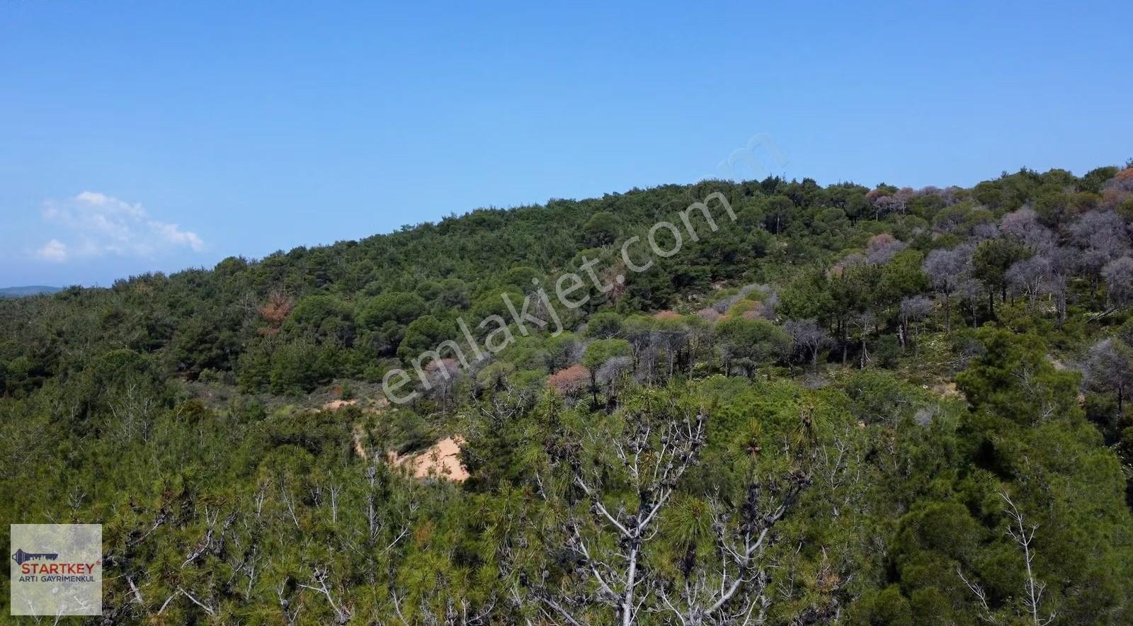 Ayvalık Sefa Çamlık Mahallesi Satılık Arazi - Görsel 11