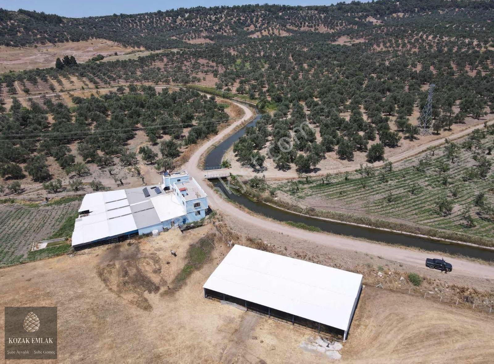 Ayvalık Mutluköyde Satılık 2 Tapulu Zeytinlik - Görsel 17