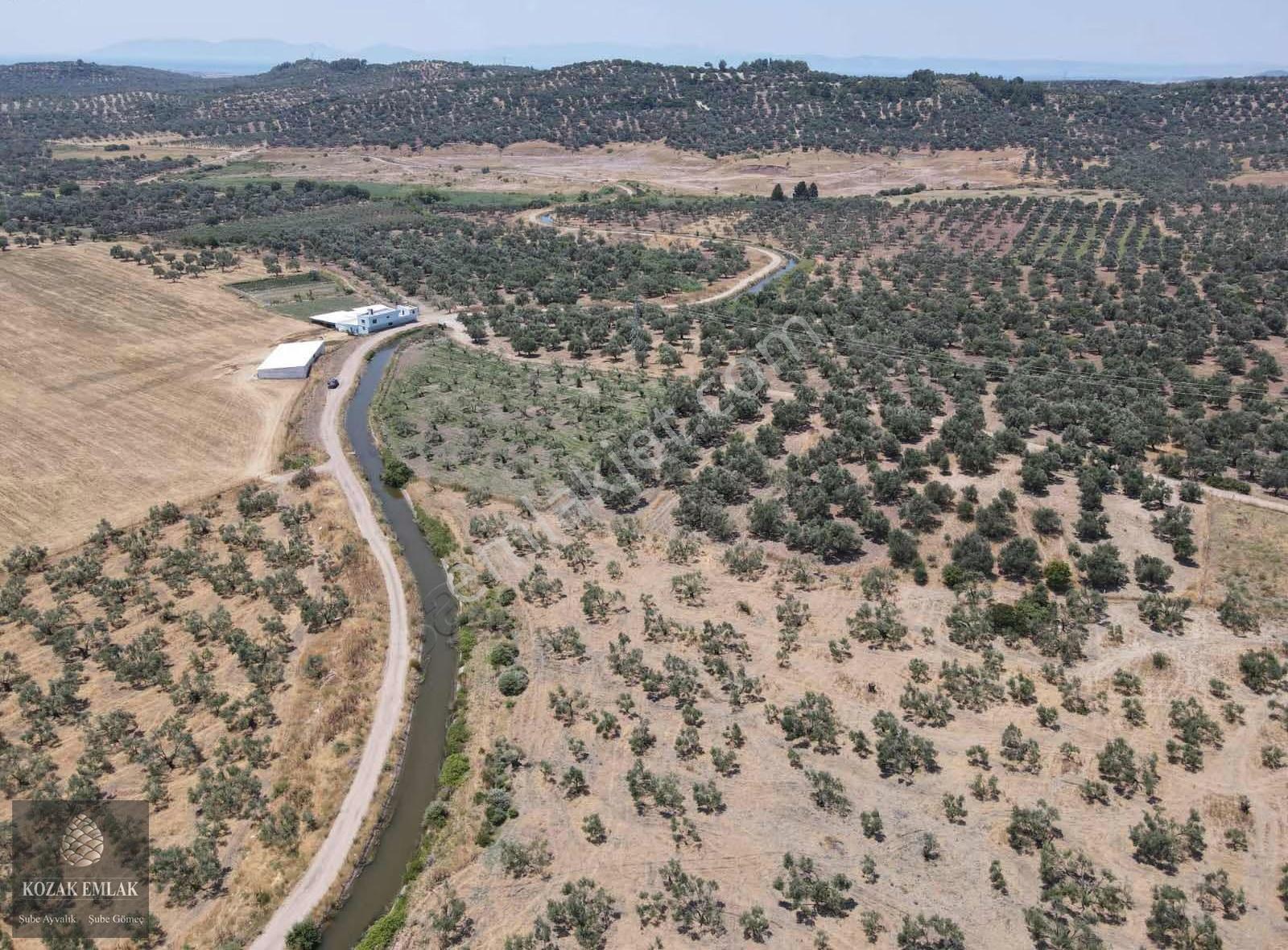 Ayvalık Mutluköyde Satılık 2 Tapulu Zeytinlik - Görsel 9