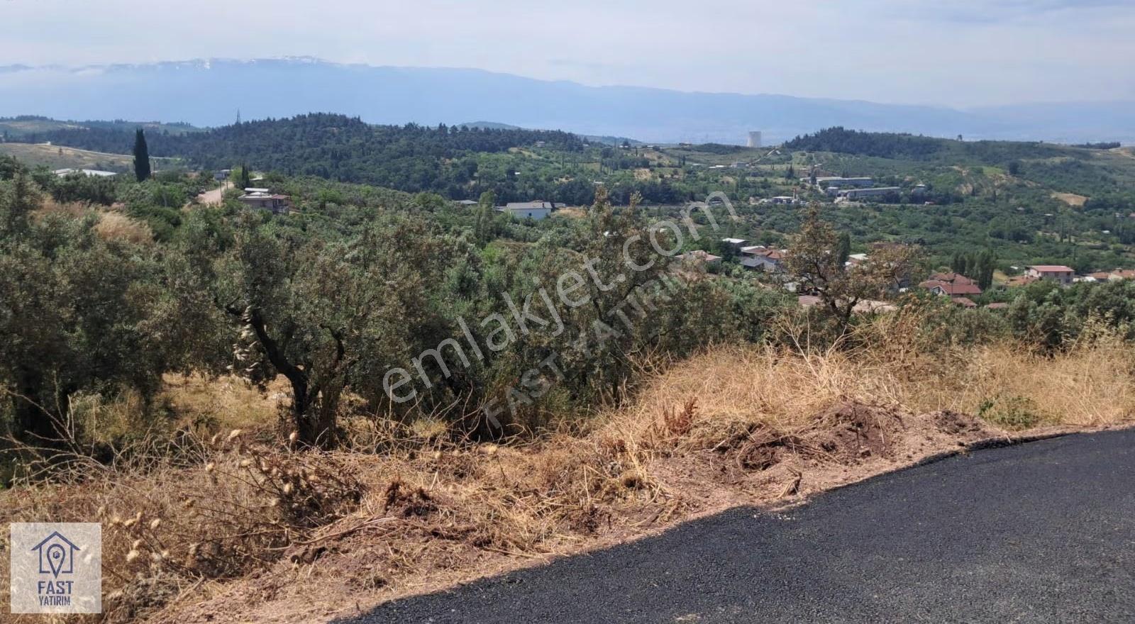 Fast Yatırımdan Bursa Manzaralı Yatırımlık Zeytinlik - Görsel 6