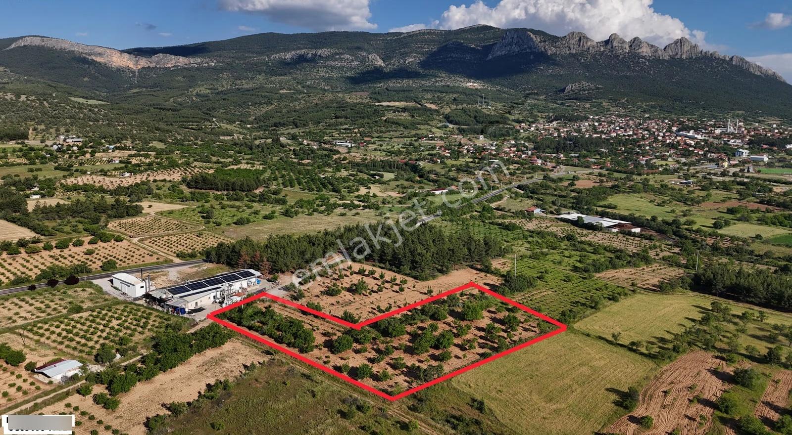 Baklan Merkezde Satılık 5500m2 Meyve Bahçesi - Görsel 4