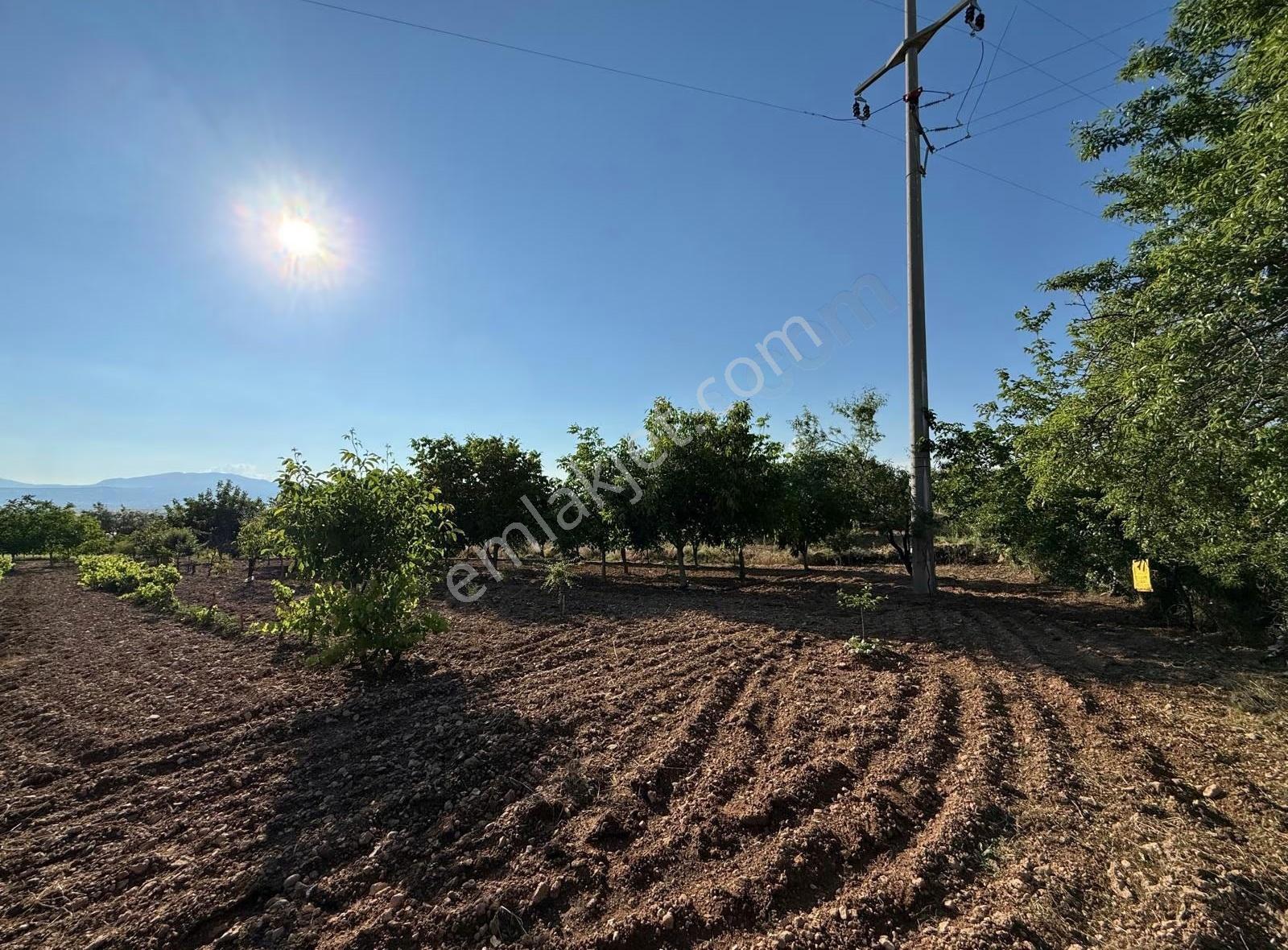 Baklan Merkezde Satılık 5500m2 Meyve Bahçesi - Görsel 3