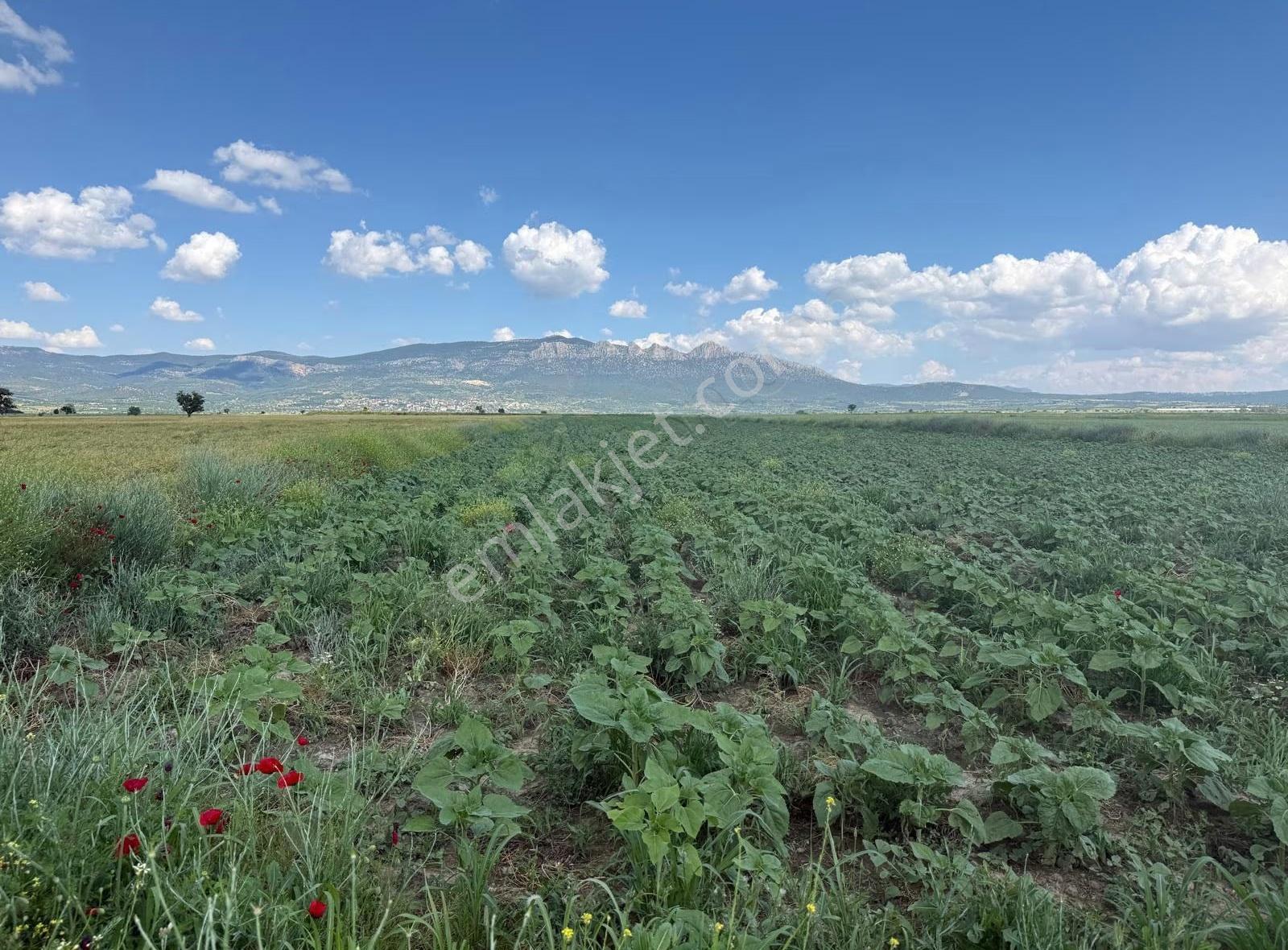 Baklan Merekzde Satılık Sulak 12,410 M2 Tarla - Görsel 7