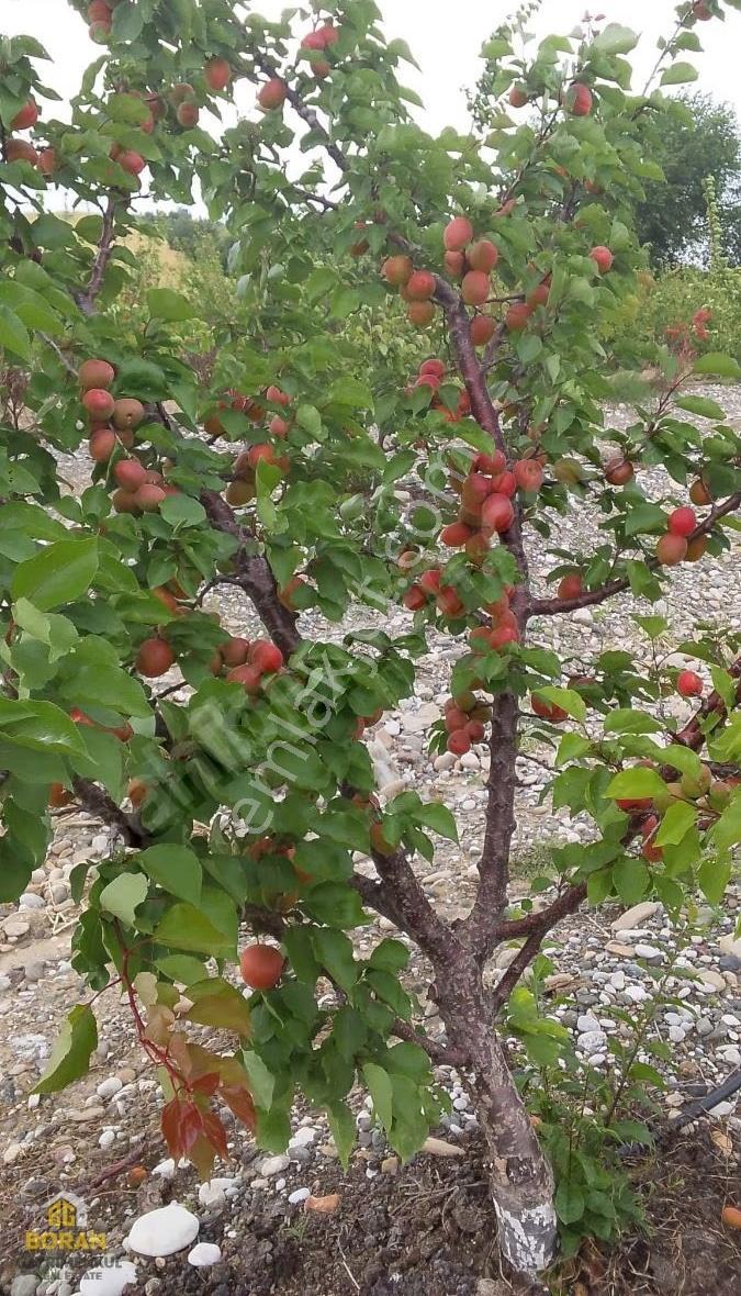 Boran Gayrimenkulden Mükemmel Lokasyon Da Satılık Kayısı Bahçesi