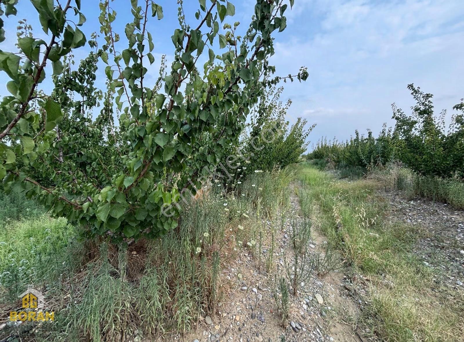 Boran Gayrimenkulden Mükemmel Lokasyon Da Satılık Kayısı Bahçesi - Görsel 25