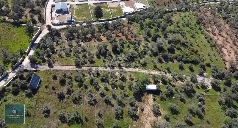 Fırsat Yukarıkızılca Da Yolu Açık Müstakil 2750 M2 Zeytinli Bağ