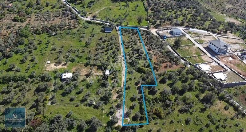 Fırsat Yukarıkızılca Da Yolu Açık Müstakil 2750 M2 Zeytinli Bağ - Görsel 2