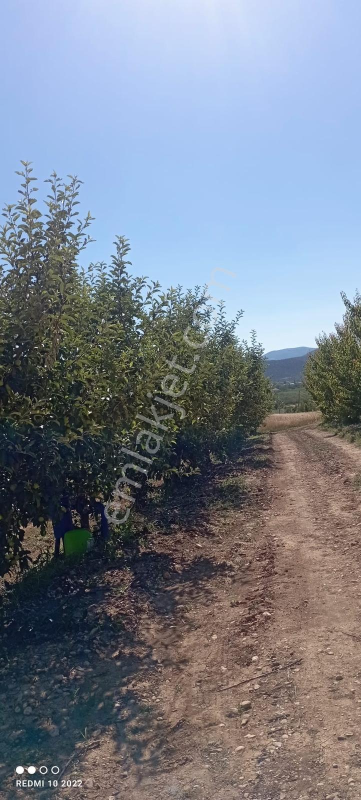 Korkuteli Yazır'da, Harika Konumda Meyve Bahçesi - Görsel 2