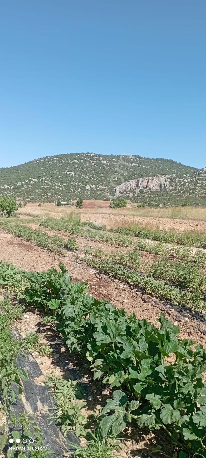 Korkuteli Yazır'da, Harika Konumda Meyve Bahçesi - Görsel 3