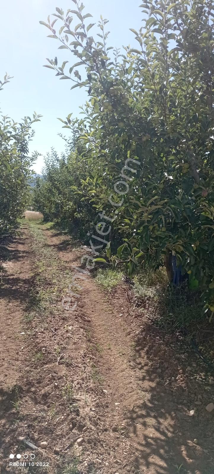 Korkuteli Yazır'da, Harika Konumda Meyve Bahçesi - Görsel 4