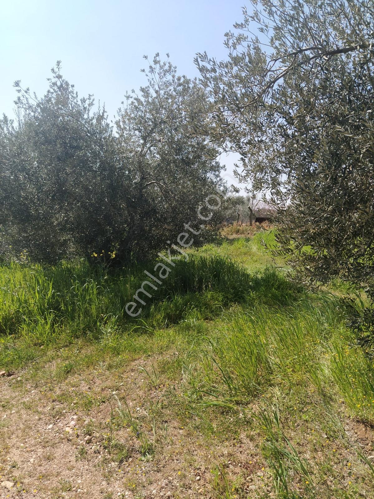 Nuriye Mh Yüzde 40 Tarımsal Sanayi İmarlı Satılık Zeytinlik - Görsel 5