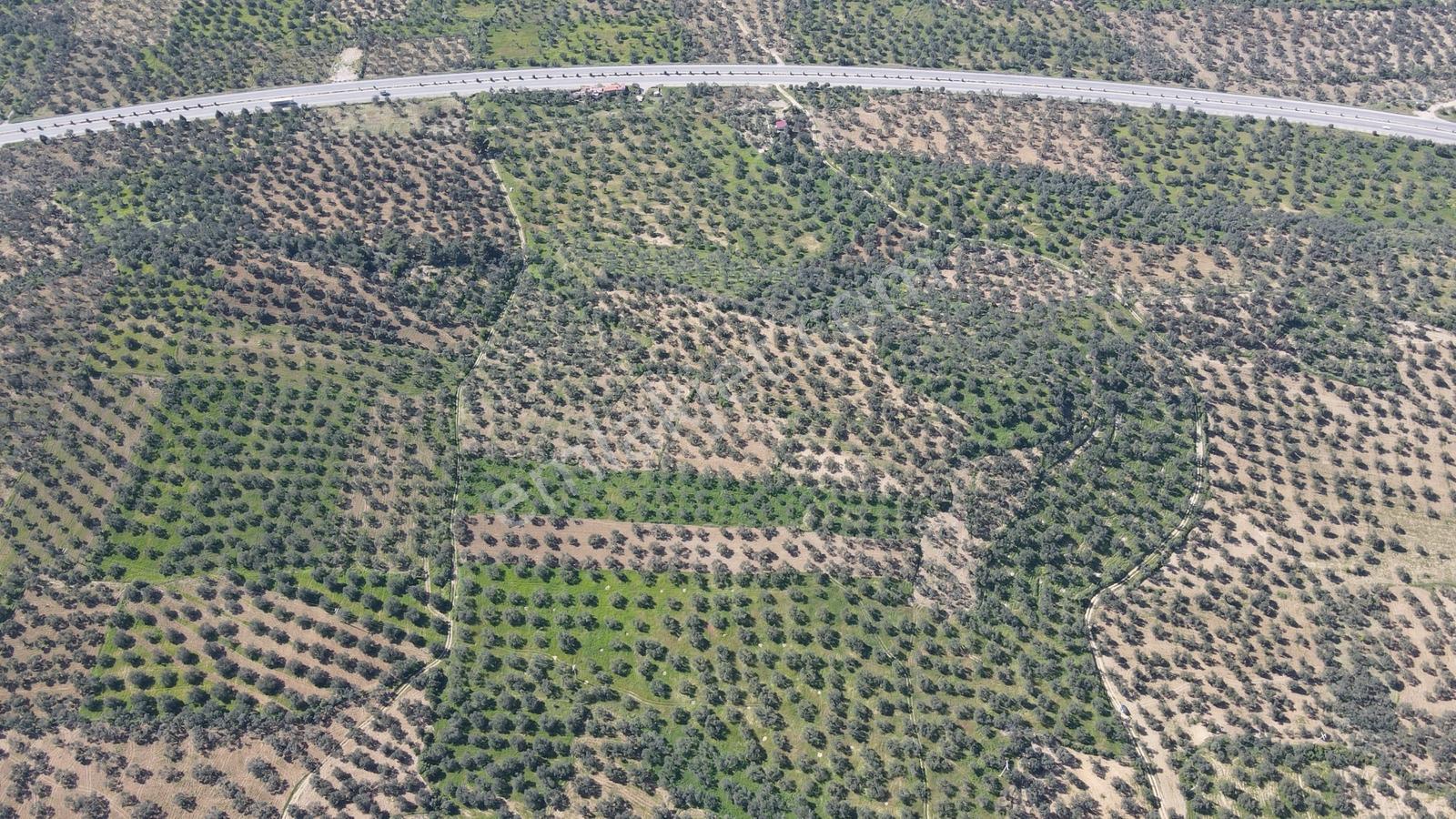 Pelitköy'de 150 Asırlık Ağaç Resmi Yol Cepheli Satılık Zeytinlik - Görsel 19