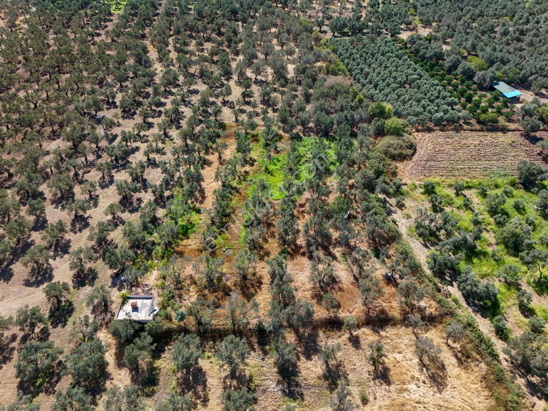 Era Söz Gayrimenkulden Balıkesir Havran’da Bağ Evli, Altyapılı Satılık Zeytinlik - Görsel 9