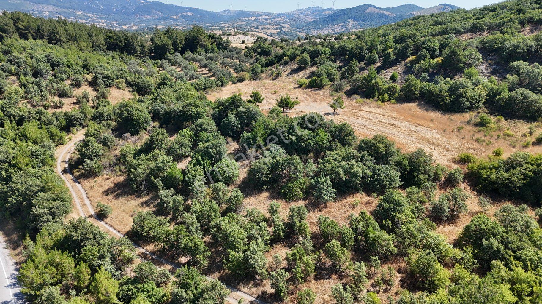Balıkesir İvrindi Yolu Üzerinde Ana Yola Cepheli Satılık Zeytinlik - Görsel 12