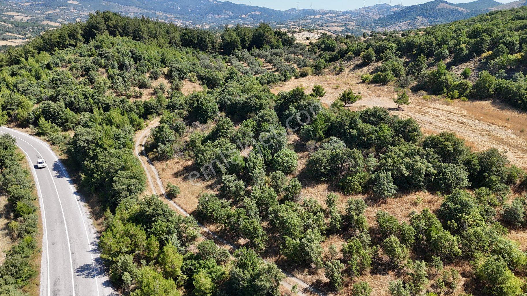 Balıkesir İvrindi Yolu Üzerinde Ana Yola Cepheli Satılık Zeytinlik - Görsel 11