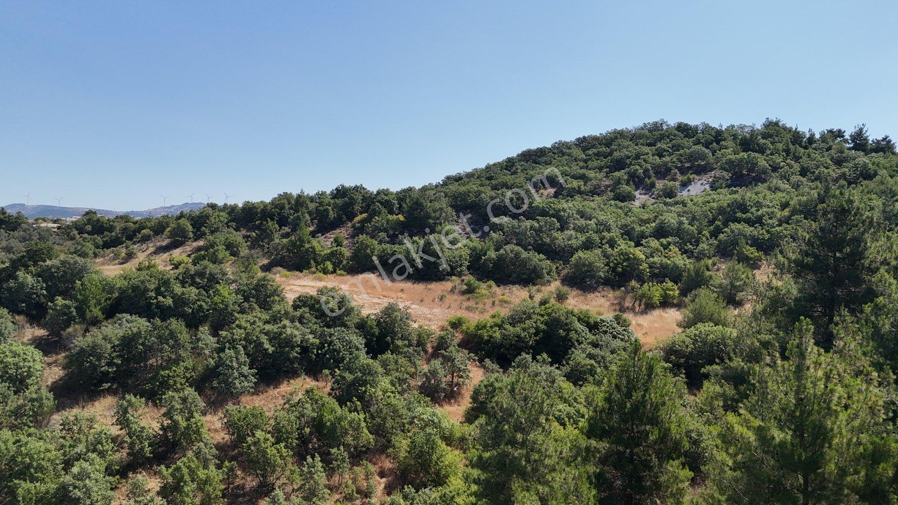 Balıkesir İvrindi Yolu Üzerinde Ana Yola Cepheli Satılık Zeytinlik - Görsel 19