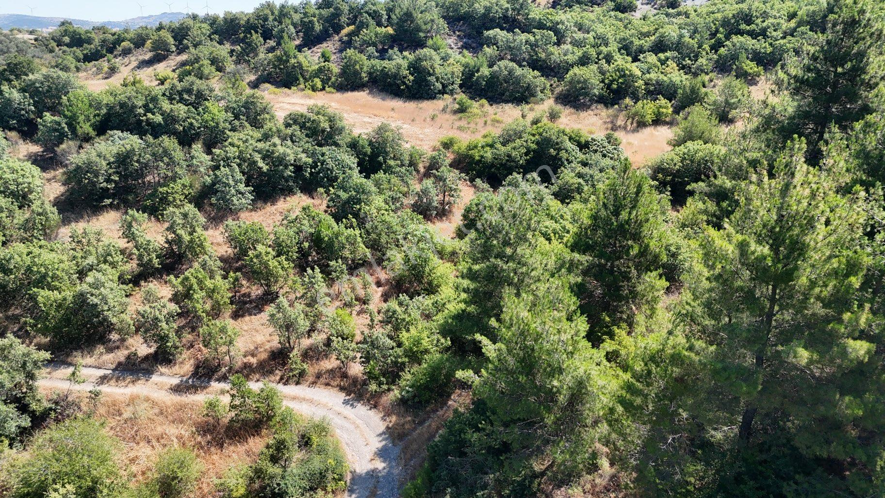 Balıkesir İvrindi Yolu Üzerinde Ana Yola Cepheli Satılık Zeytinlik - Görsel 15