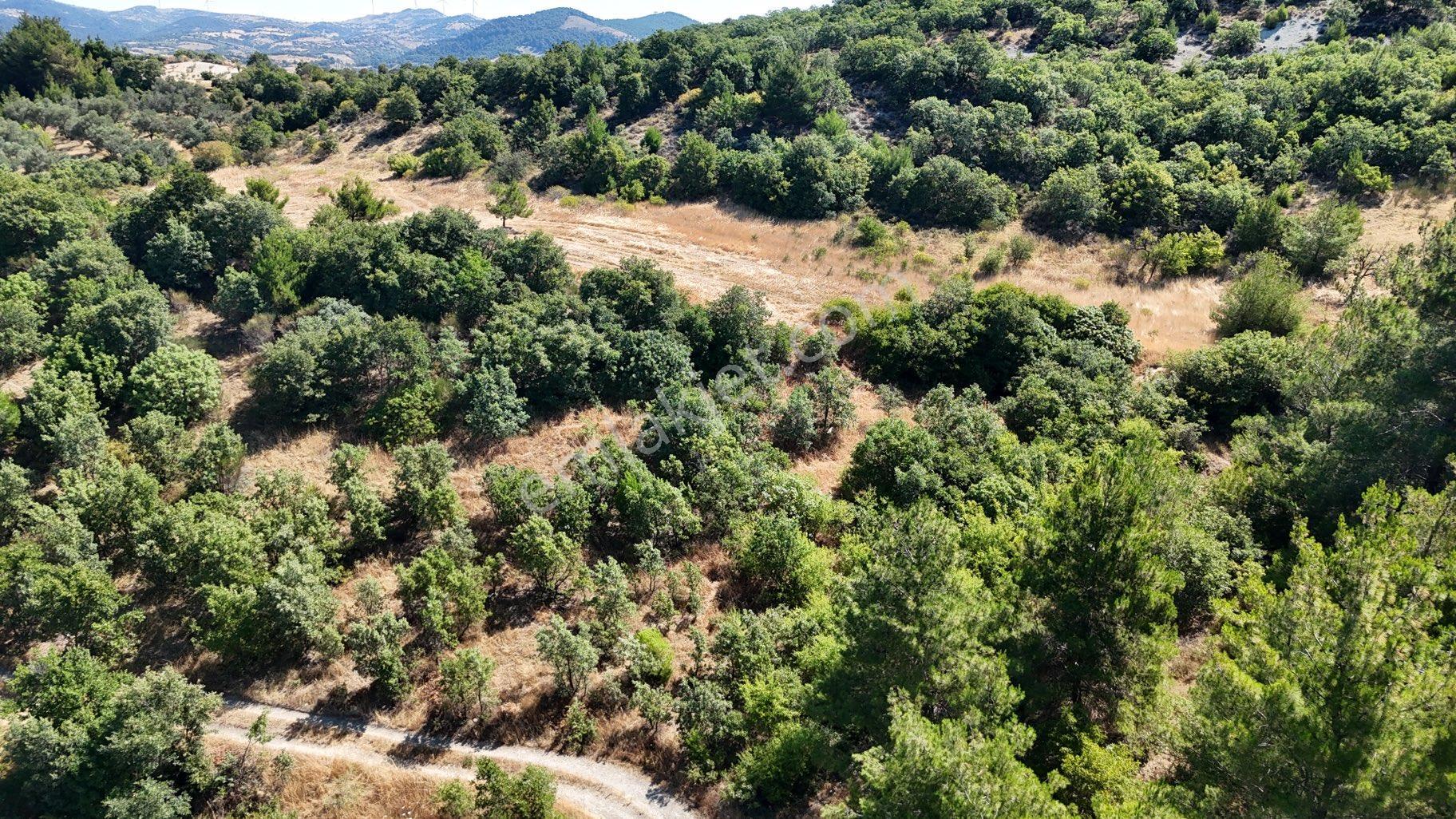 Balıkesir İvrindi Yolu Üzerinde Ana Yola Cepheli Satılık Zeytinlik - Görsel 9