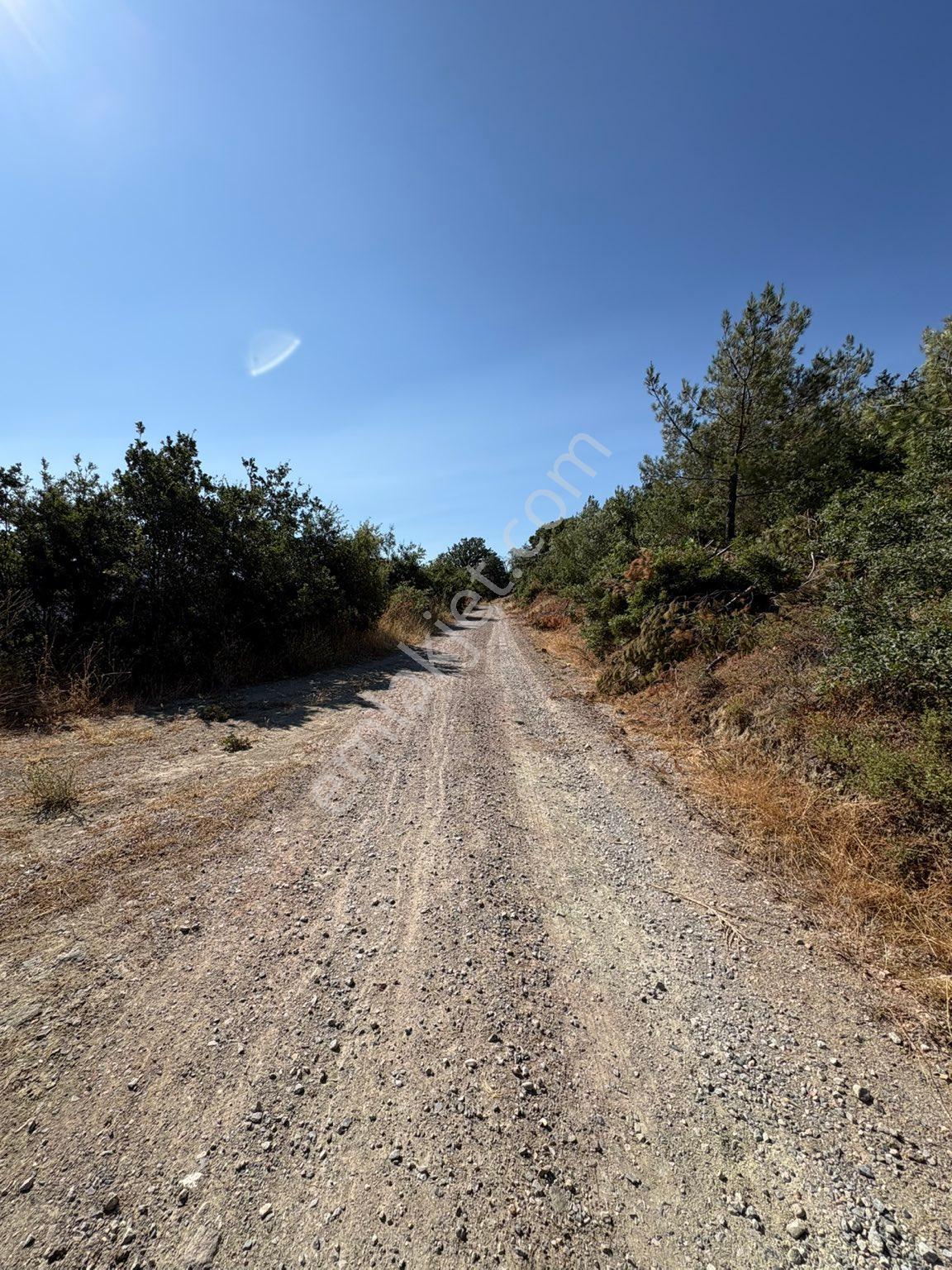 Dereköy Mahallesi’nde 10.000 M² Satılık Zeytinlik 🌿 - Görsel 19