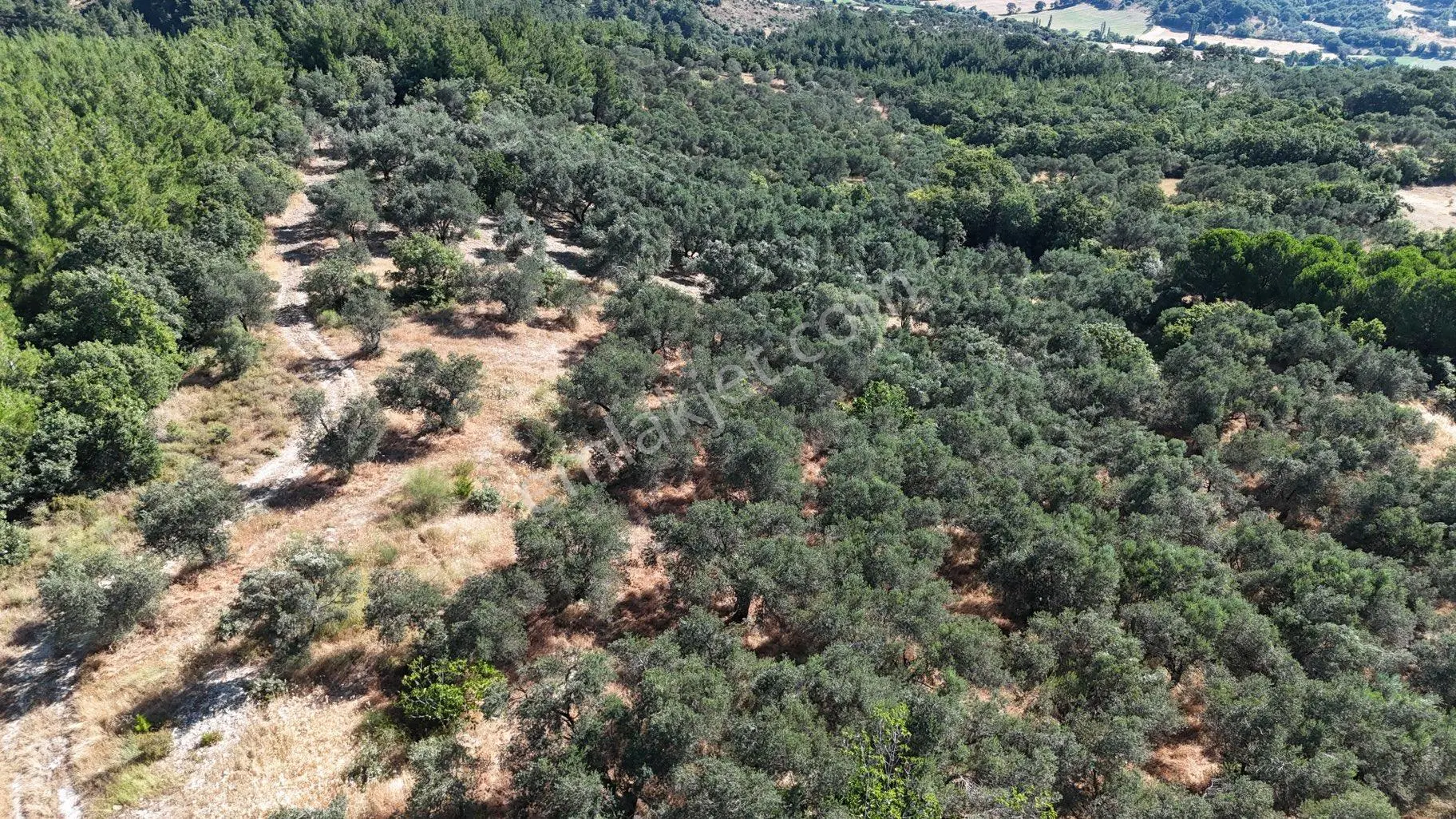 Dereköy Mahallesi’nde 10.000 M² Satılık Zeytinlik 🌿