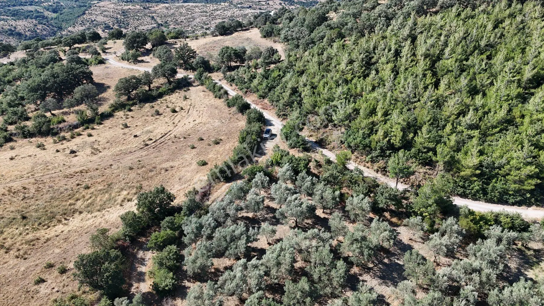Dereköy Mahallesi’nde 10.000 M² Satılık Zeytinlik 🌿 - Görsel 4