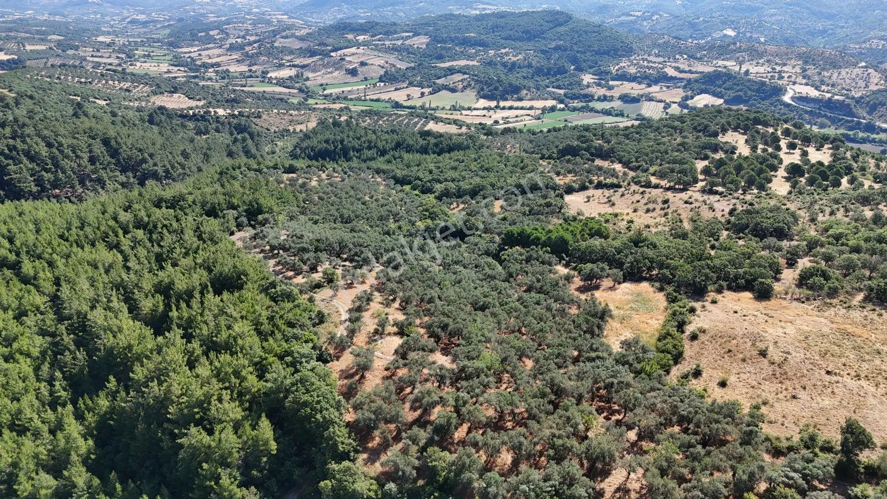 Dereköy Mahallesi’nde 10.000 M² Satılık Zeytinlik 🌿 - Görsel 5