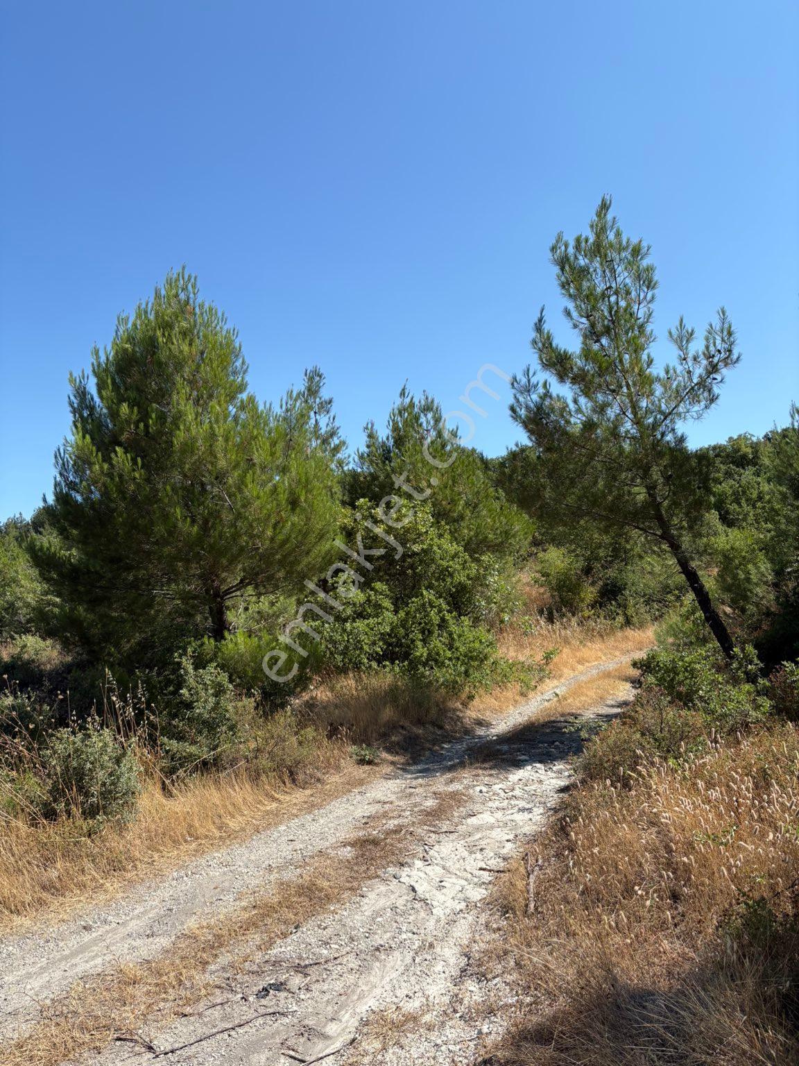 Dereköy Mahallesi’nde 10.000 M² Satılık Zeytinlik 🌿 - Görsel 34
