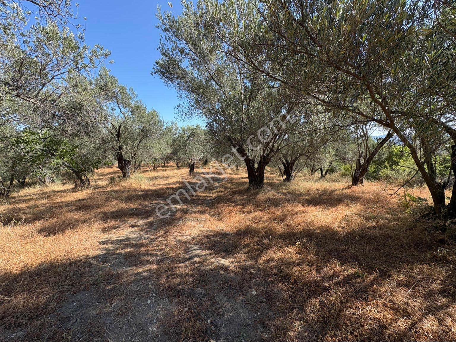 Dereköy Mahallesi’nde 10.000 M² Satılık Zeytinlik 🌿 - Görsel 9