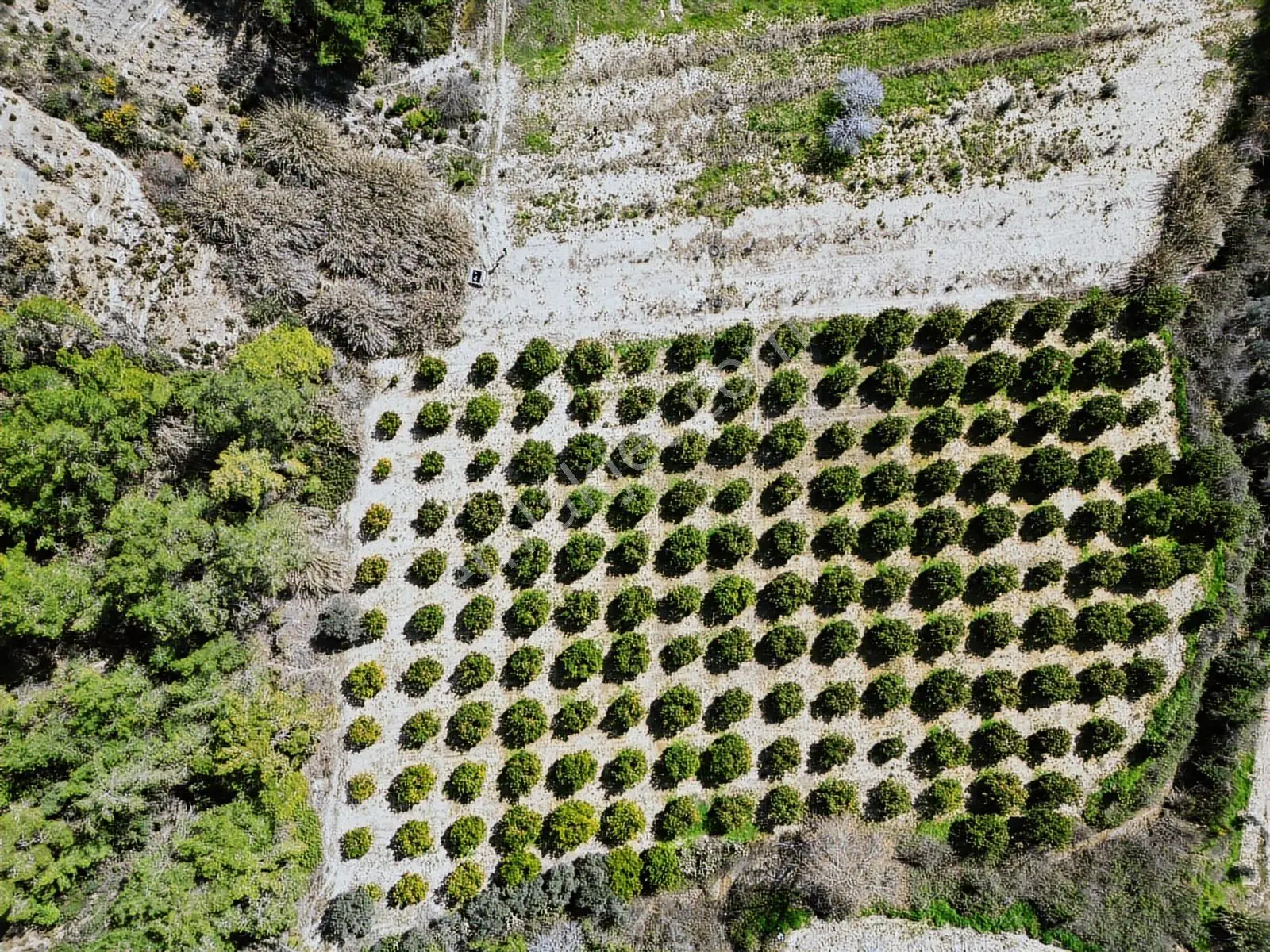 Yeniköy Mahallesinde Satılık 5.800 M² Portakal Bahçesi