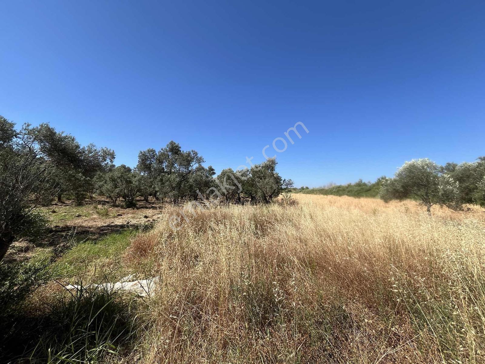 Dağlı Gayrimenkulden Yola Cepheli 9.636 M² Değerli Zeytinlik - Görsel 5