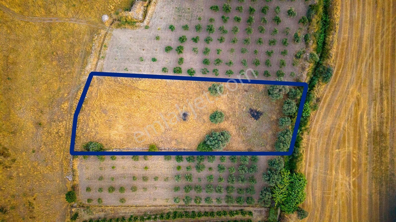 Foça Kocamehmetler'de Satılık Müstakil Tarla - Görsel 5