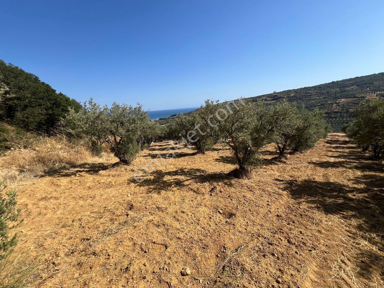Tekirdağ Hoşköy De Satılık 2800 M2 Tarla 150 Adet Zeytinlik - Görsel 15