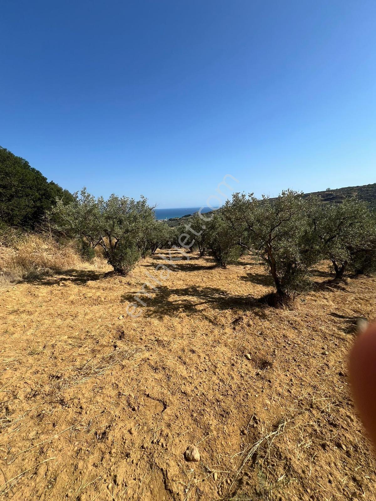 Tekirdağ Hoşköy De Satılık 2800 M2 Tarla 150 Adet Zeytinlik - Görsel 27