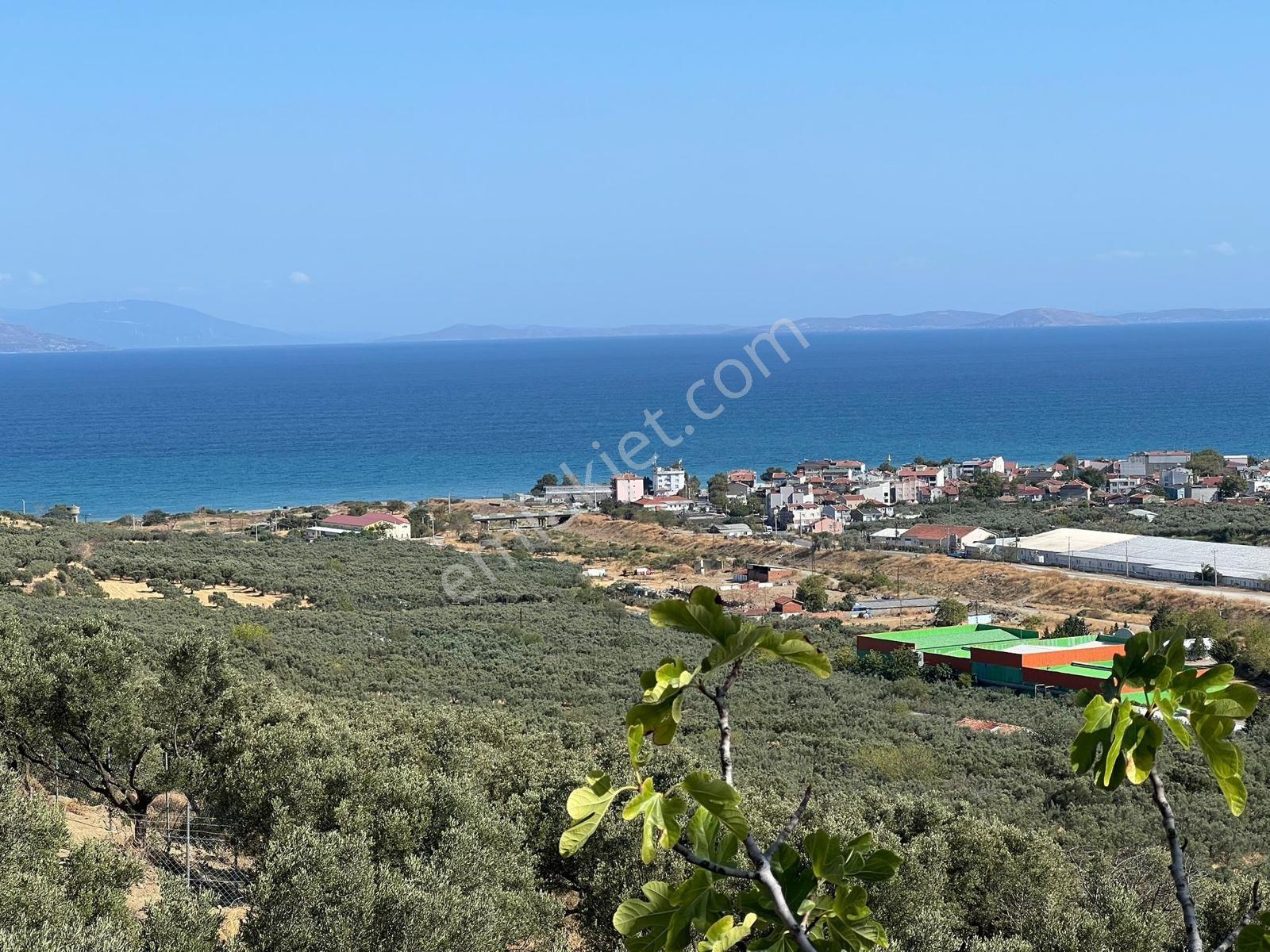 Tekirdağ Hoşköy De Satılık 2800 M2 Tarla 150 Adet Zeytinlik - Görsel 24