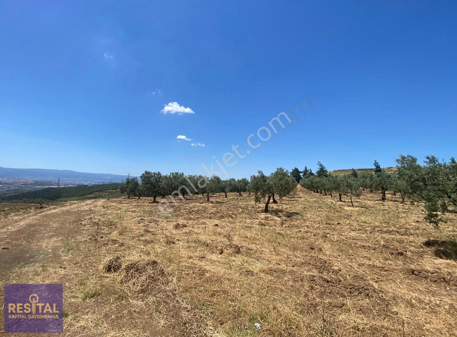 Bursa Osmangazi Aksungur'da 7,896 Metre Hisseli Tapulu Tarla - Görsel 6