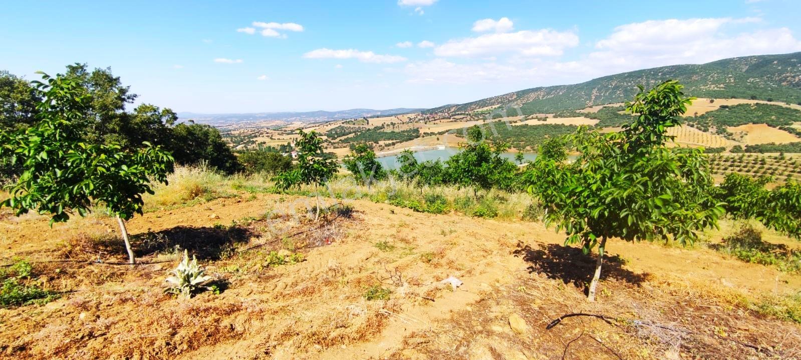 Kula'da Satılık Göl Manzaralı 52054 M2 Cevizlik (video) - Görsel 32