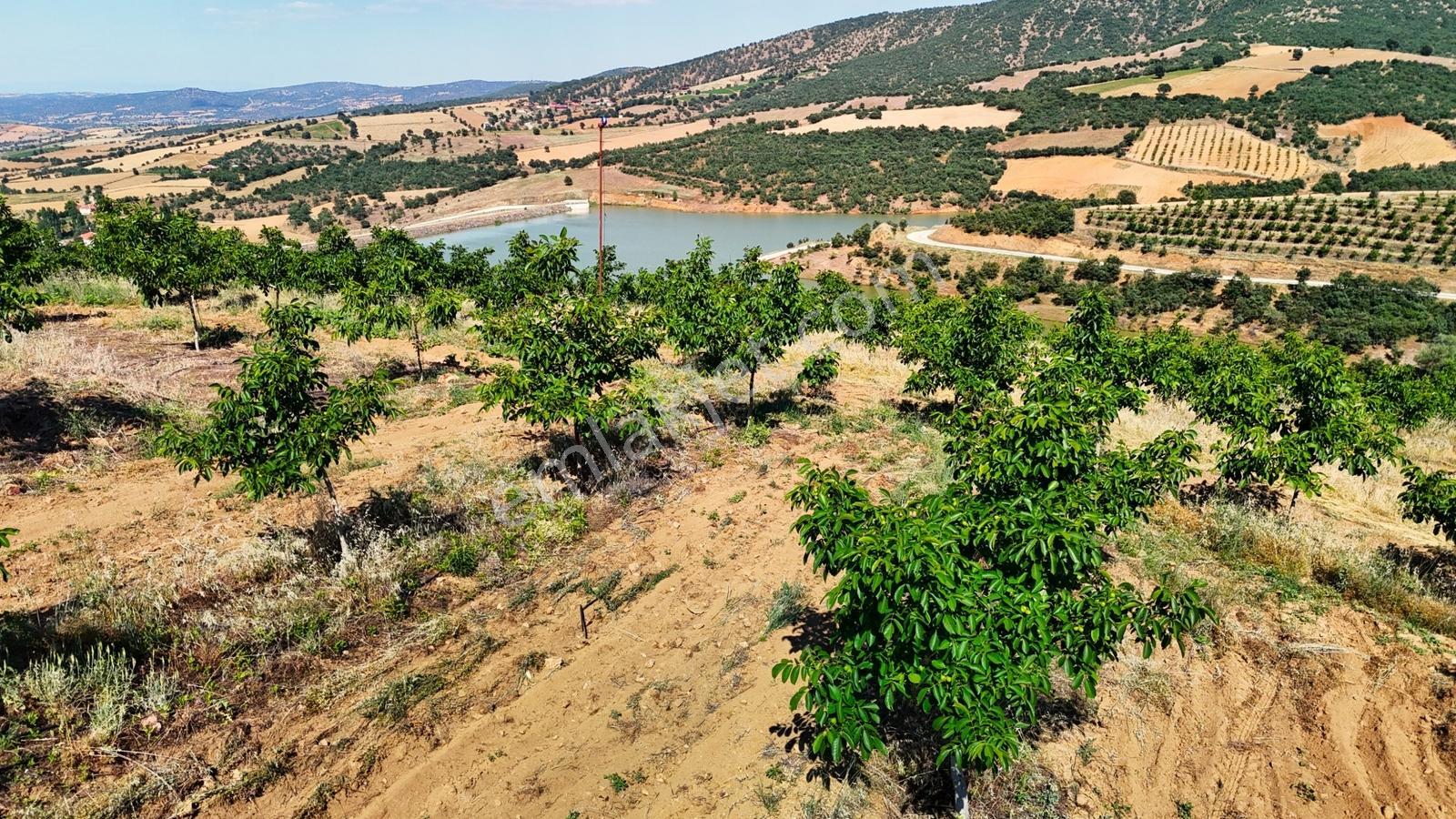 Kula'da Satılık Göl Manzaralı 52054 M2 Cevizlik (video) - Görsel 13
