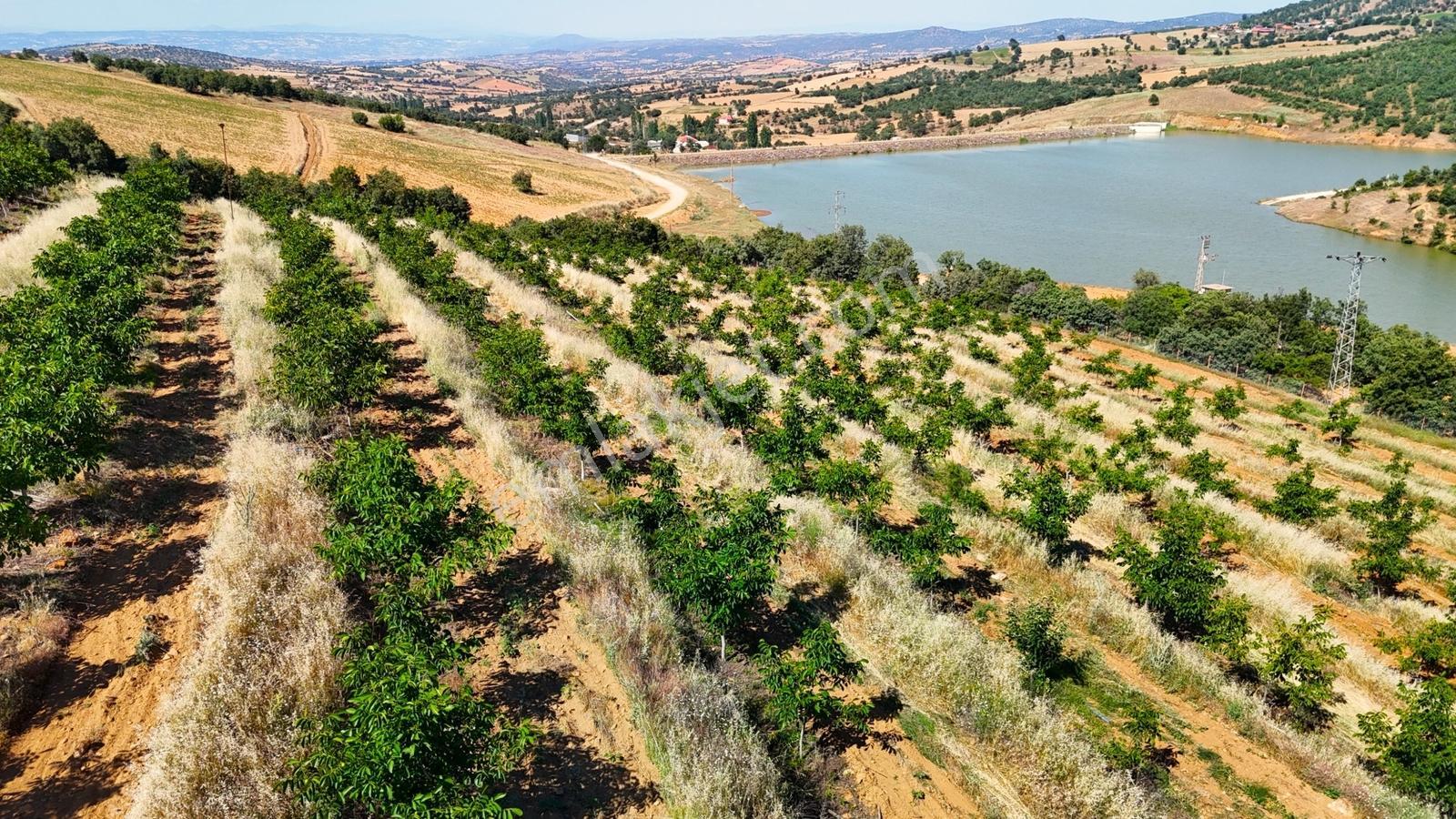Kula'da Satılık Göl Manzaralı 52054 M2 Cevizlik (video) - Görsel 3