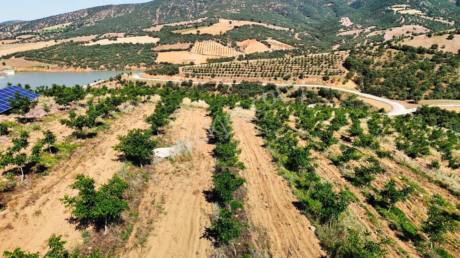 Kula'da Satılık Göl Manzaralı 52054 M2 Cevizlik (video) - Görsel 34