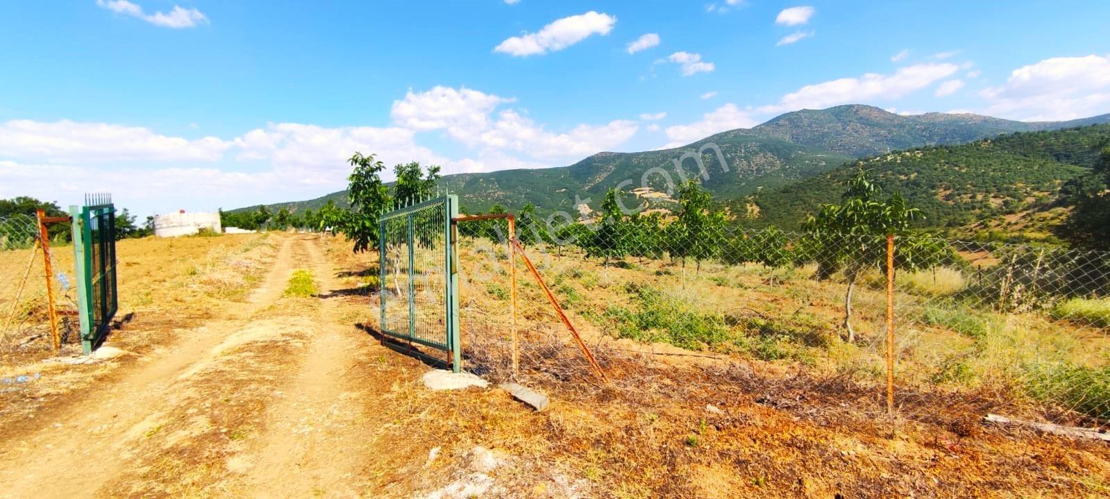 Kula'da Satılık Göl Manzaralı 52054 M2 Cevizlik (video) - Görsel 21