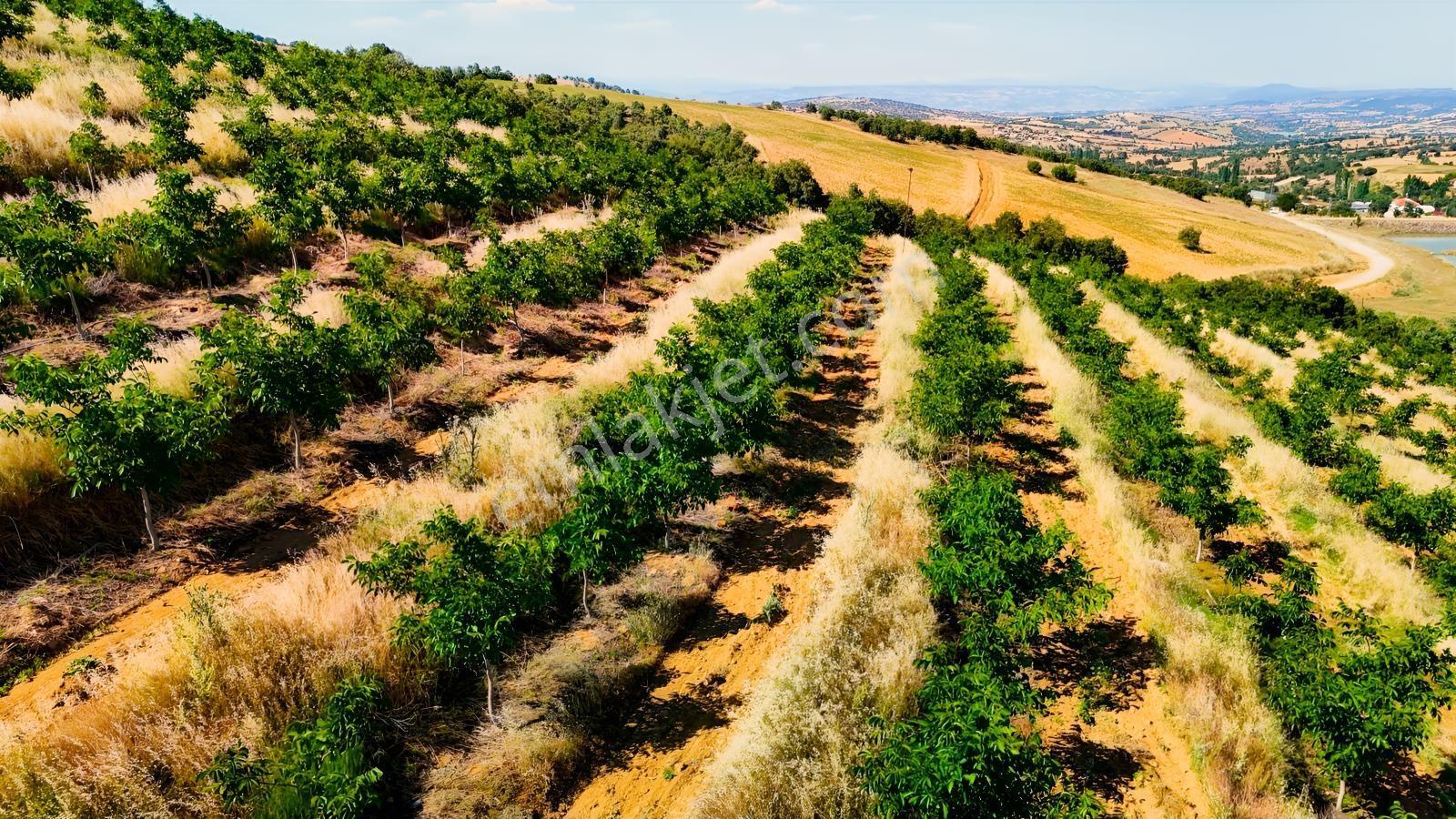 Kula'da Satılık Göl Manzaralı 52054 M2 Cevizlik (video) - Görsel 11