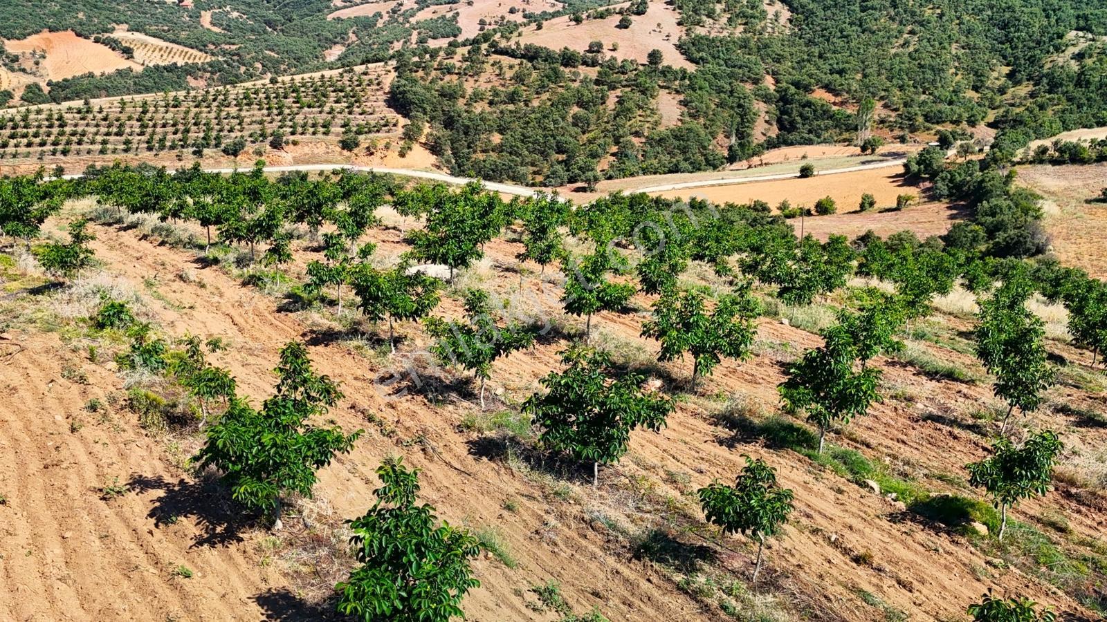 Kula'da Satılık Göl Manzaralı 52054 M2 Cevizlik (video) - Görsel 15