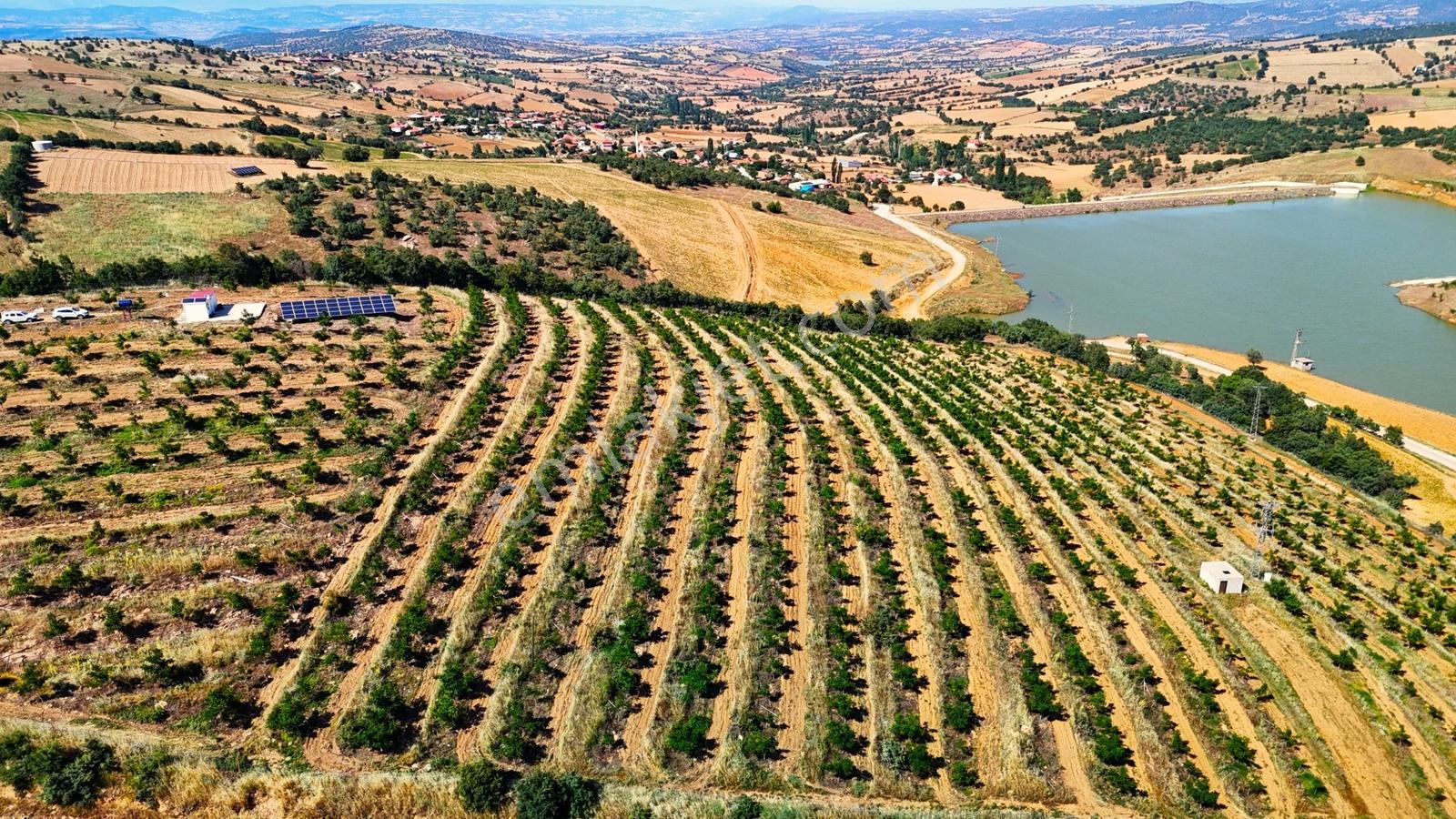 Kula'da Satılık Göl Manzaralı 52054 M2 Cevizlik (video) - Görsel 9