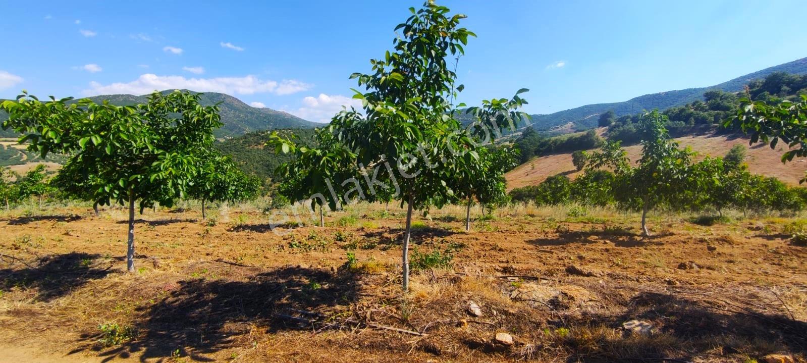 Kula'da Satılık Göl Manzaralı 52054 M2 Cevizlik (video) - Görsel 4