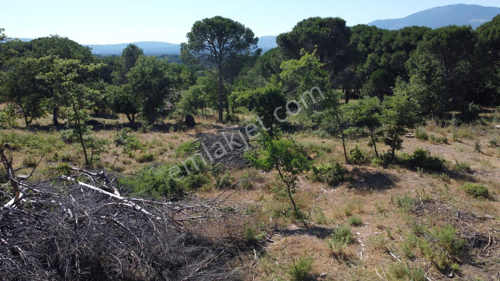 Pinus Gayrimenkulden//kozak Yukarıbeyde Köycivarı 5.424 M² Arazi - Görsel 7