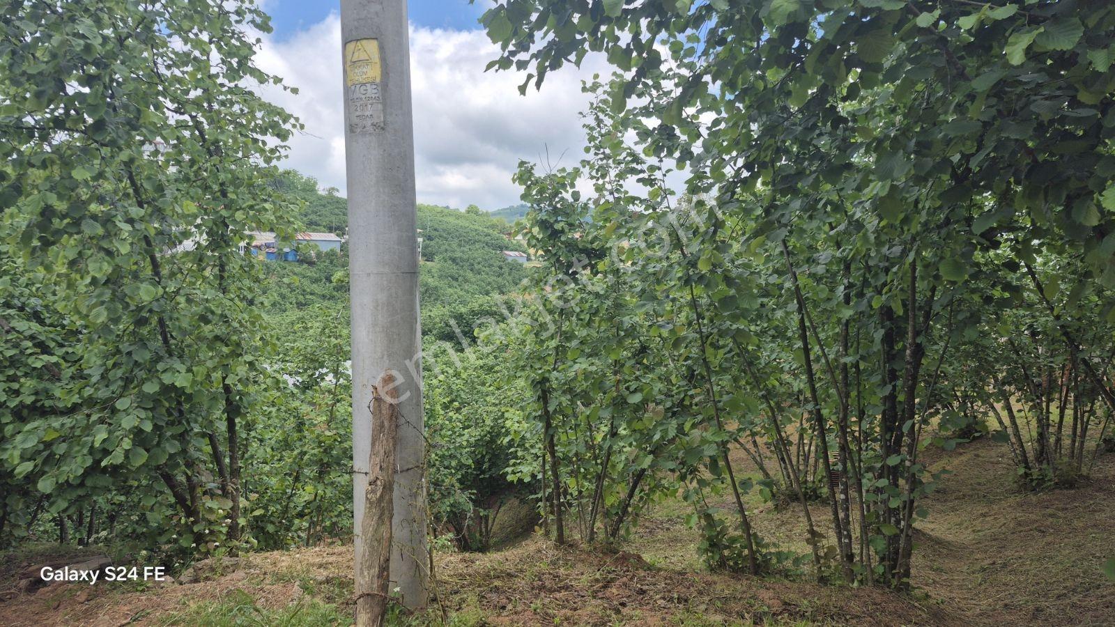 Karasu Kurudere Mahallesinde Yatırımlık Fındıklık - Görsel 12