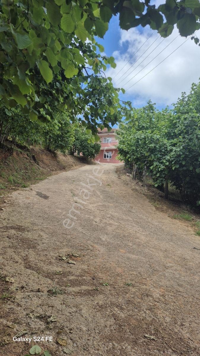 Karasu Kurudere Mahallesinde Yatırımlık Fındıklık