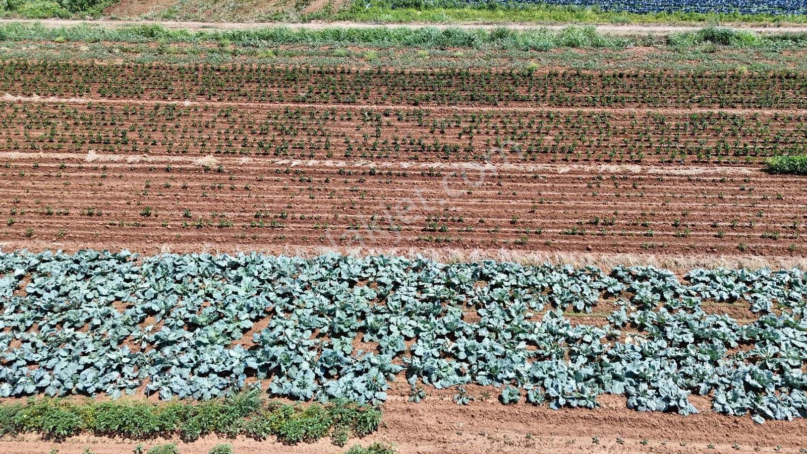 Bozüyük(güzelköy) Gökpınar Arasında 5.722 M2 Nefis Bir Arazi - Görsel 25