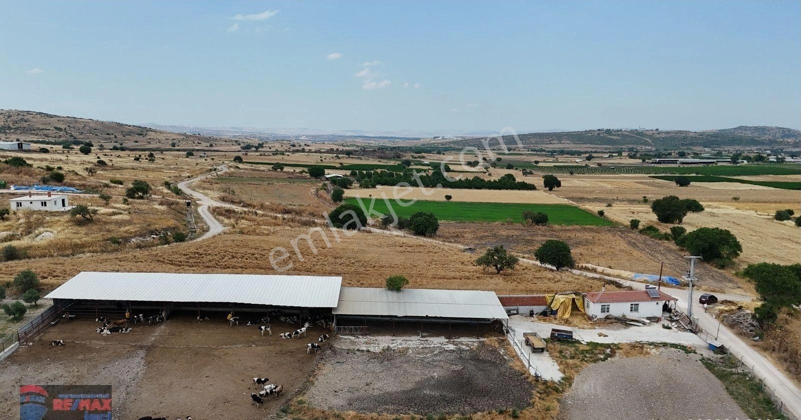 Re/max İnci'den Pamukçu'da Satılık Çiftlik Altyapılı Tarla - Görsel 17